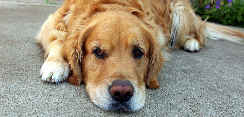 Top 5 Joint Supplements For Dogs In 2025 PupGrade Blog