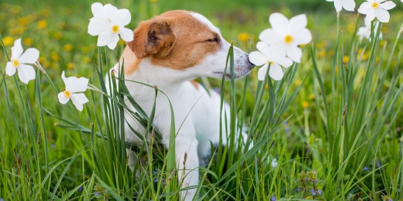 Top 5 Itch & Allergy-Relief Supplements For Dogs in 2025