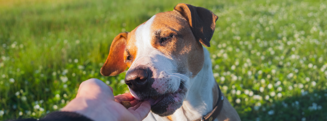 Top 5 Glucosamine Supplements For Dogs in 2025