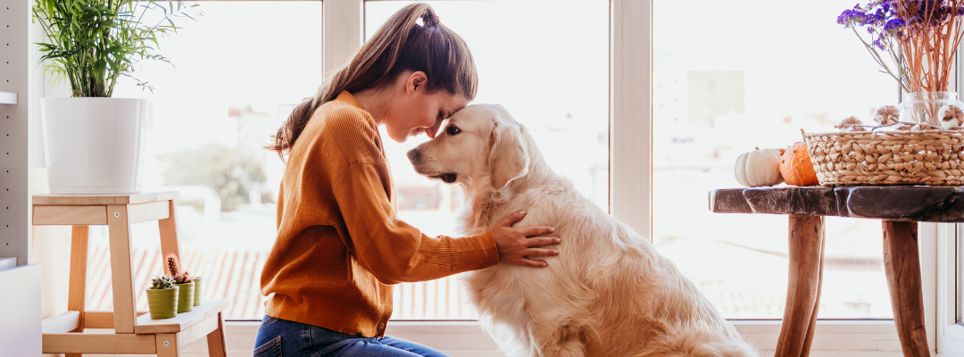 Top 5 Anxiety Support Supplements For Dogs in 2024