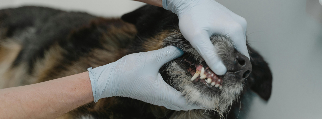 Top 5 Dental Care Solutions For Dogs in 2025