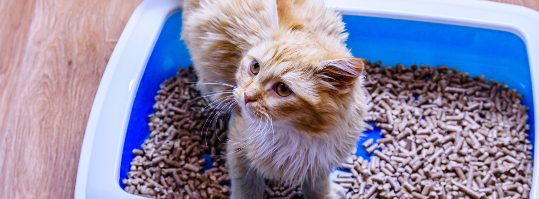 The 5 Best Urinary Tract Supplements for Cats