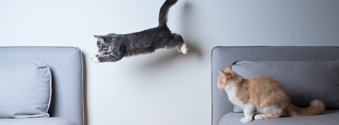 Top 5 Hip & Joint Supplements For Cats in 2026